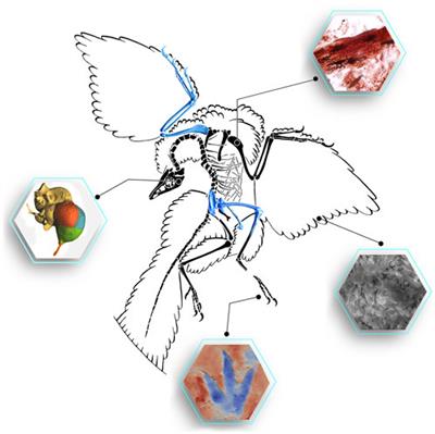 Editorial: Technological Frontiers in Dinosaur Science Mark a New Age of Opportunity for Early Career Researchers